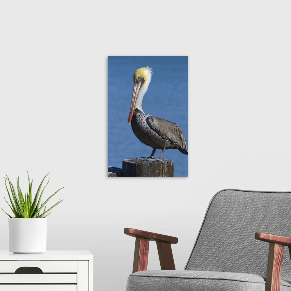 A modern room featuring Mature Brown Pelican (Pelicanus occidentalis) resting on pier piling.