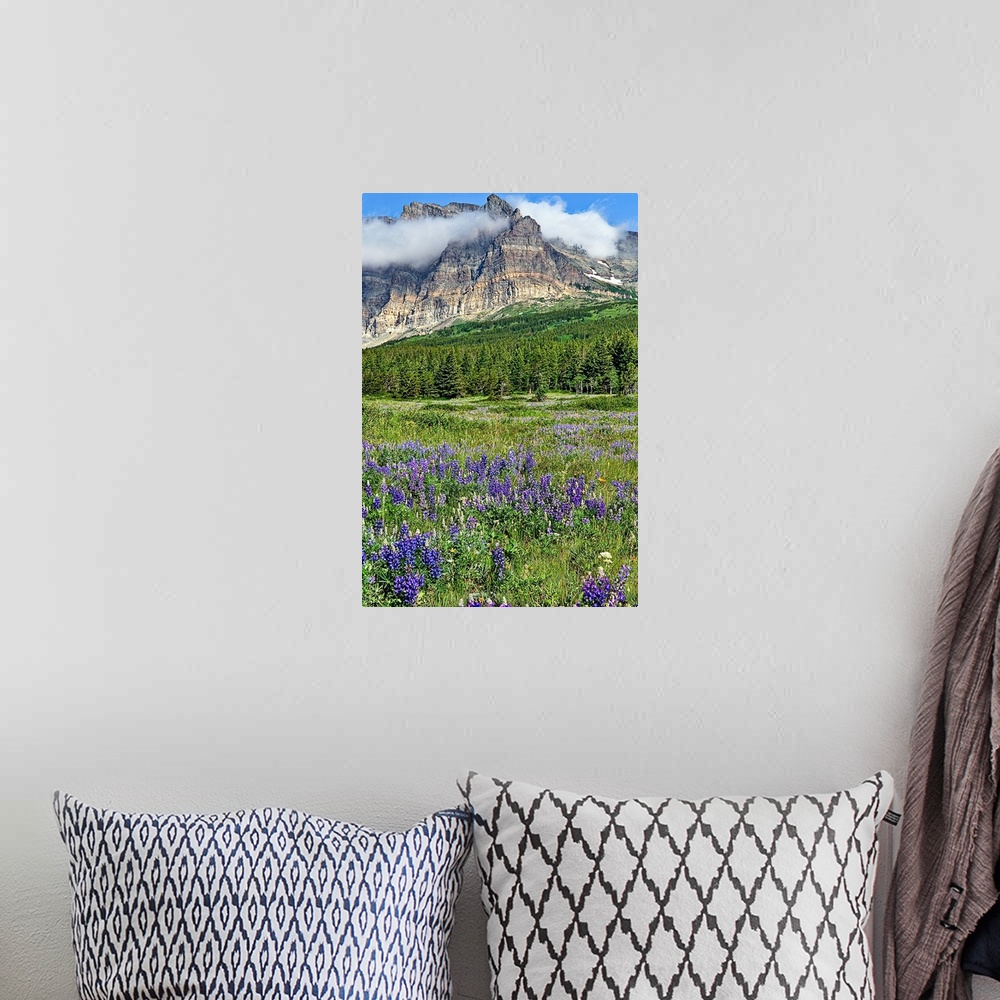 A bohemian room featuring Meadows of many glacier section of Glacier National Park are in full bloom with lupines.