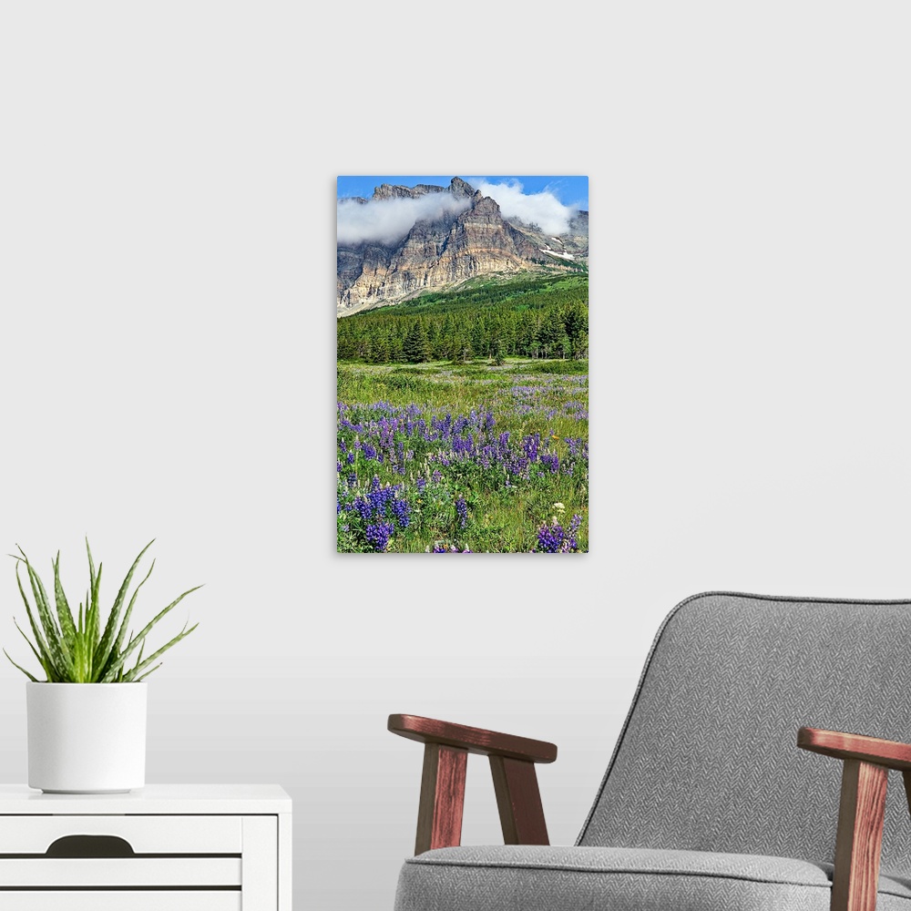 A modern room featuring Meadows of many glacier section of Glacier National Park are in full bloom with lupines.