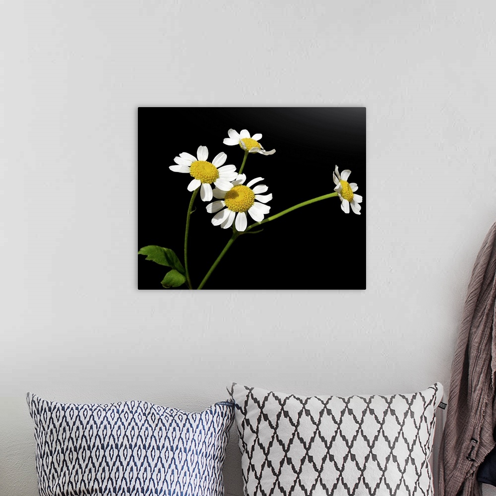 A bohemian room featuring Matricaria chamomilla, Chamomile.Medical plant Chamomile with four small blossoms, on black backg...