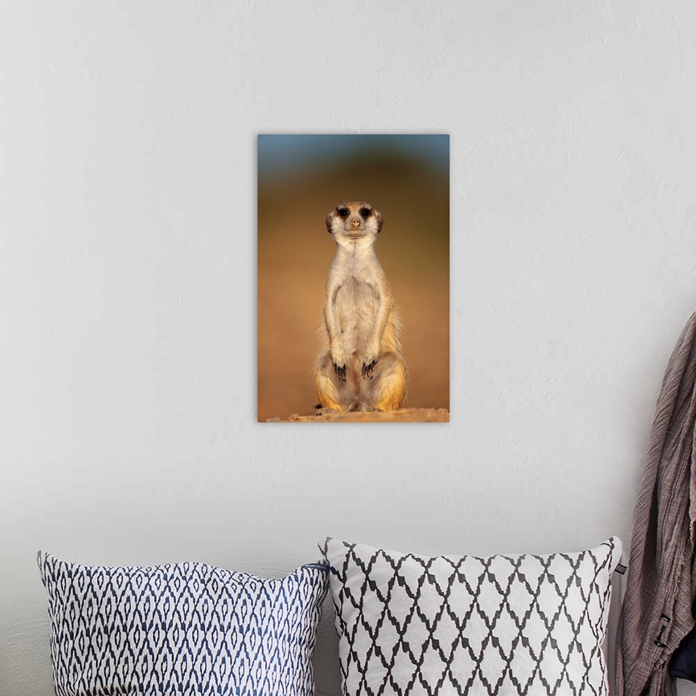A bohemian room featuring Meerkat Sitting Upright