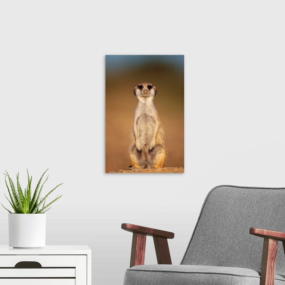 A modern room featuring Meerkat Sitting Upright