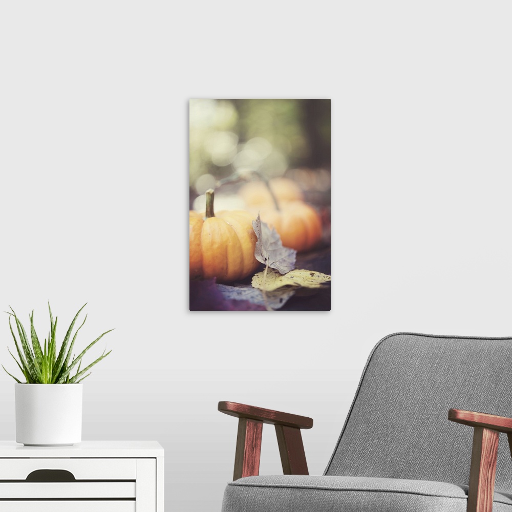 A modern room featuring Mini pumpkins with fall leaves.