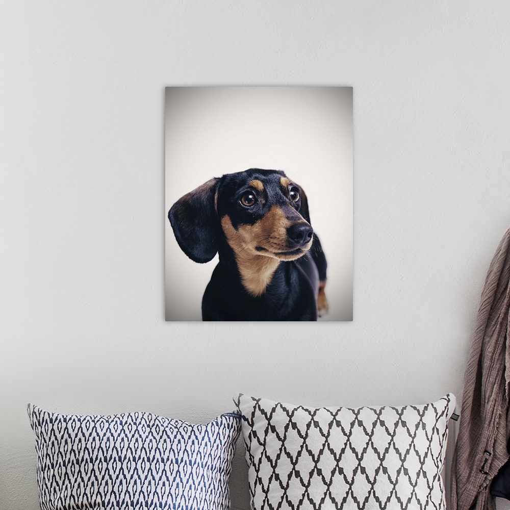 A bohemian room featuring A portrait of a miniature dachshund, it's brown and black and is shot in a studio setup.