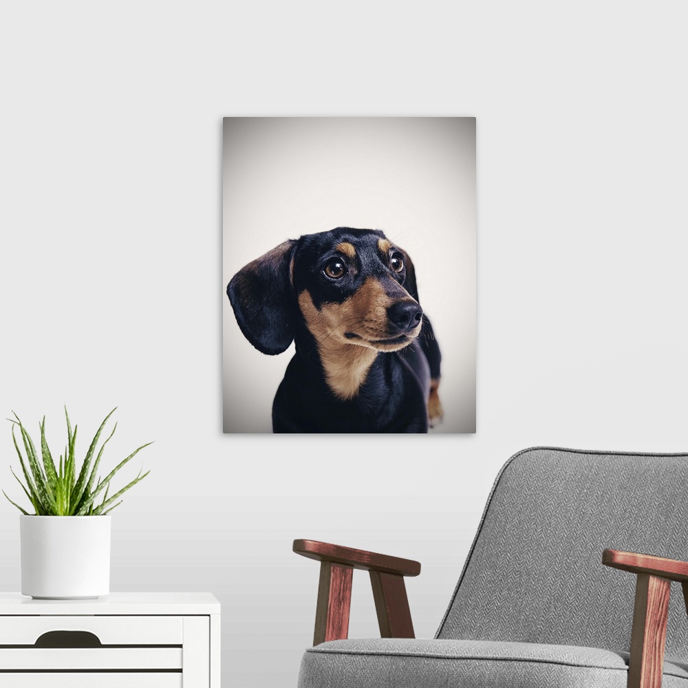 A modern room featuring A portrait of a miniature dachshund, it's brown and black and is shot in a studio setup.