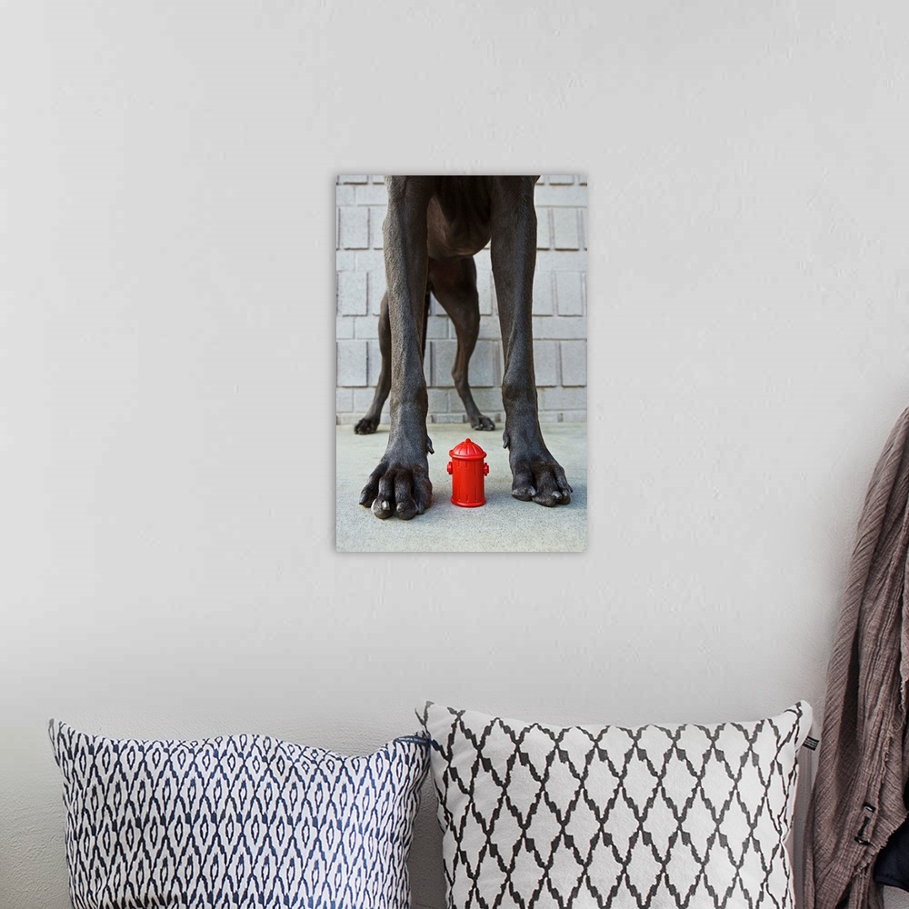 A bohemian room featuring Great Dane's legs with miniature fire hydrant