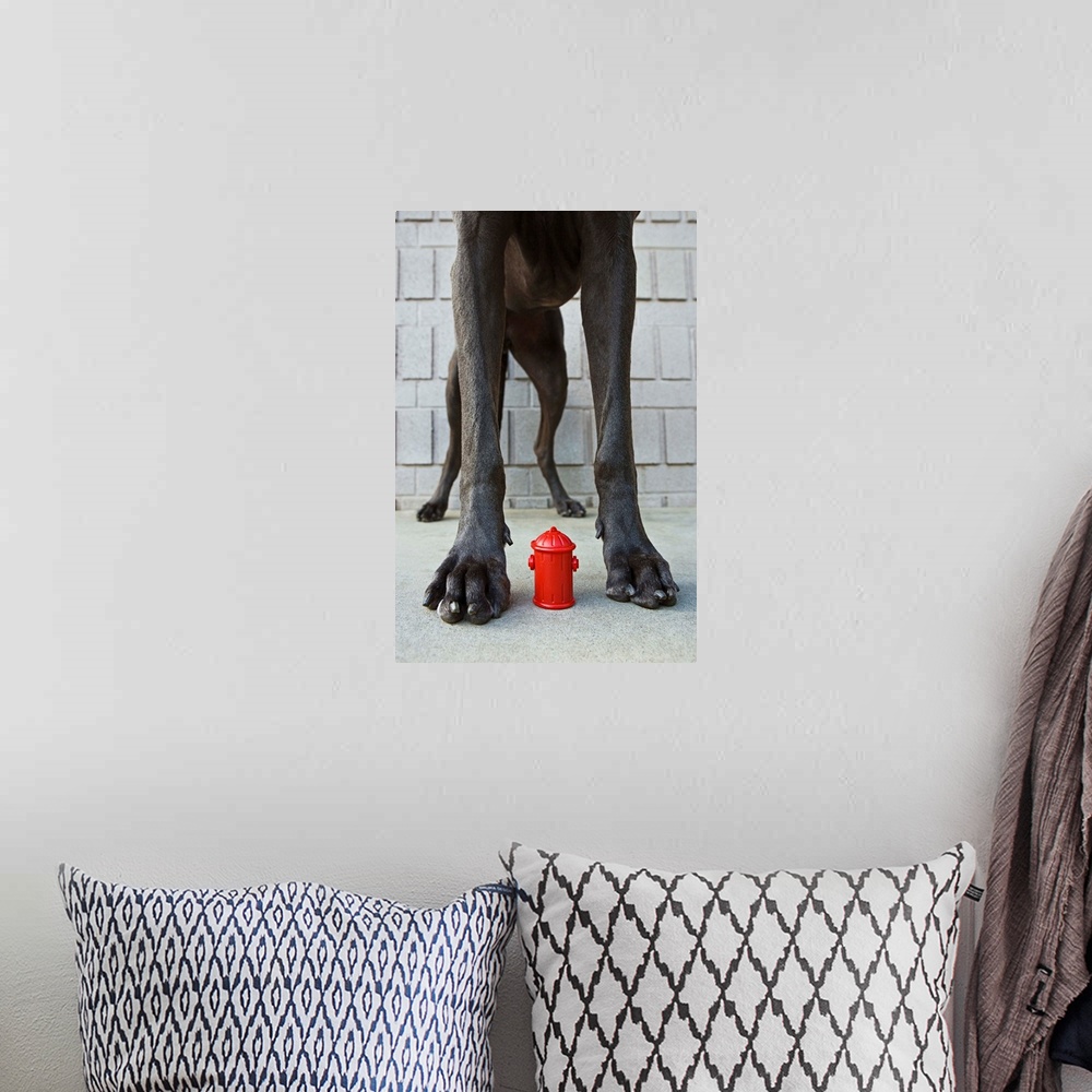 A bohemian room featuring Great Dane's legs with miniature fire hydrant