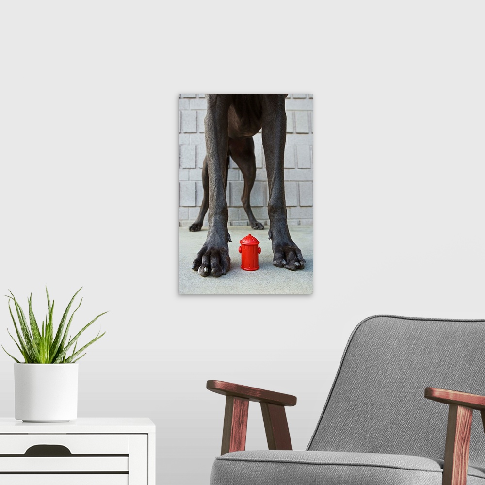 A modern room featuring Great Dane's legs with miniature fire hydrant