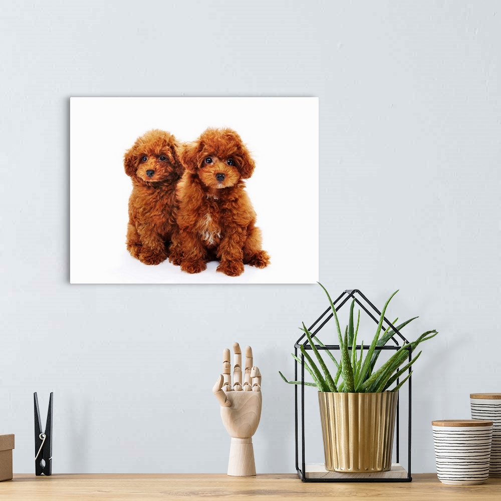A bohemian room featuring Miniature Poodle puppies