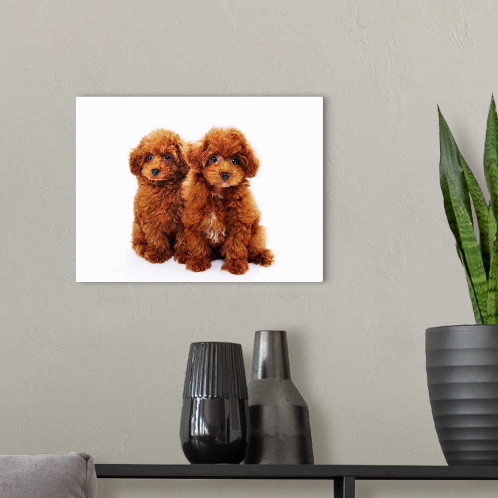 A modern room featuring Miniature Poodle puppies