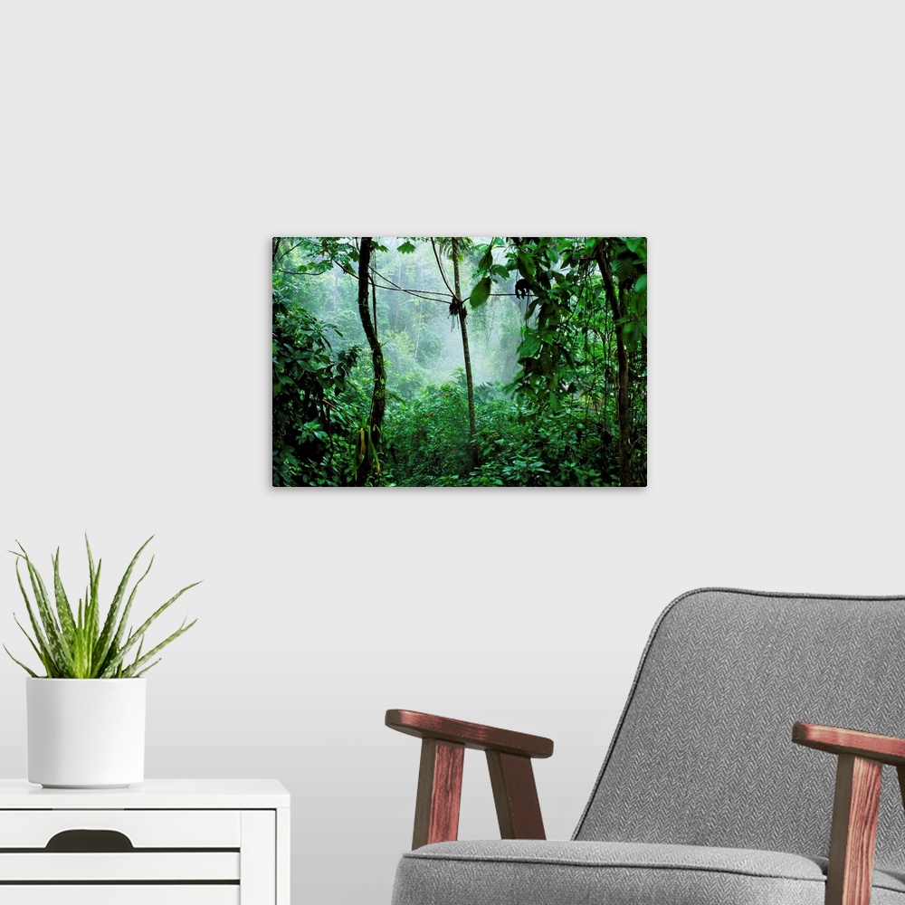 A modern room featuring Mist rises in the rainforest near the Rio Tabacon, a thermal river which winds along the base Cos...