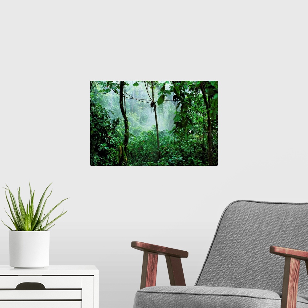 A modern room featuring Mist rises in the rainforest near the Rio Tabacon, a thermal river which winds along the base Cos...