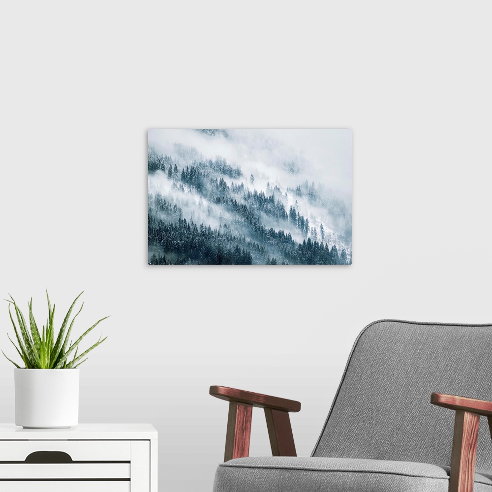 A modern room featuring Thick fog over a pine forest during winter.