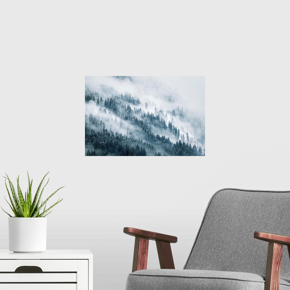 A modern room featuring Thick fog over a pine forest during winter.