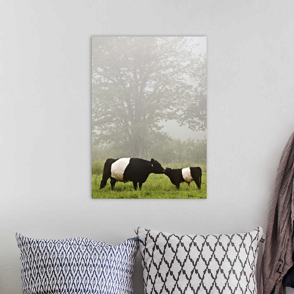 A bohemian room featuring Misty scene of belted galloway cow mothering her baby in flowery pasture.