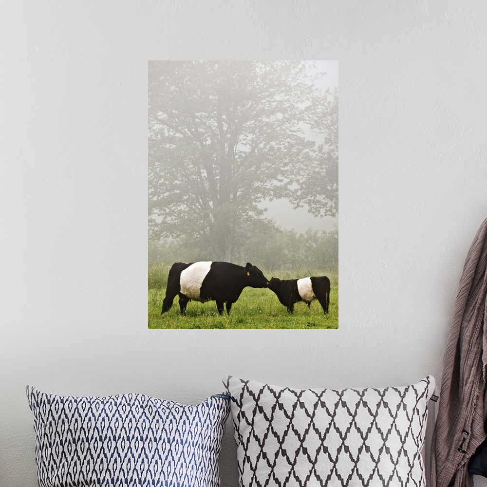 A bohemian room featuring Misty scene of belted galloway cow mothering her baby in flowery pasture.