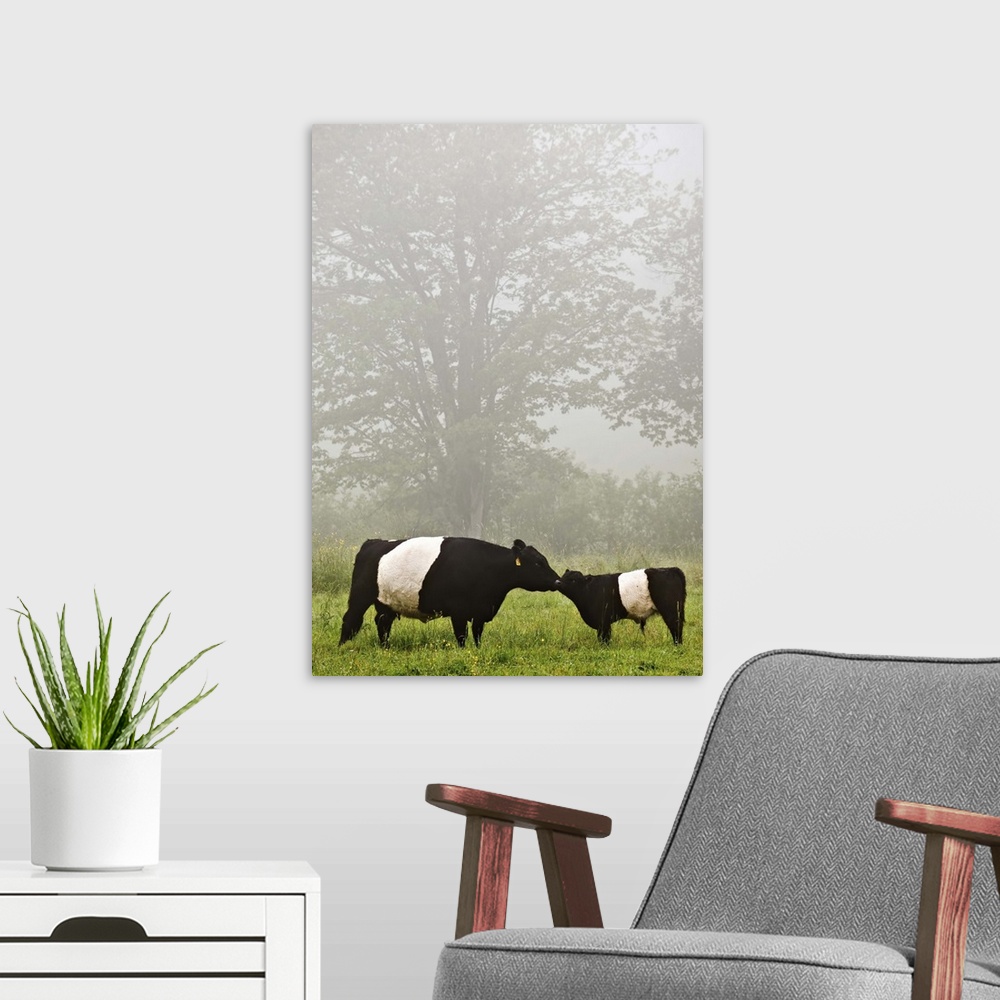 A modern room featuring Misty scene of belted galloway cow mothering her baby in flowery pasture.