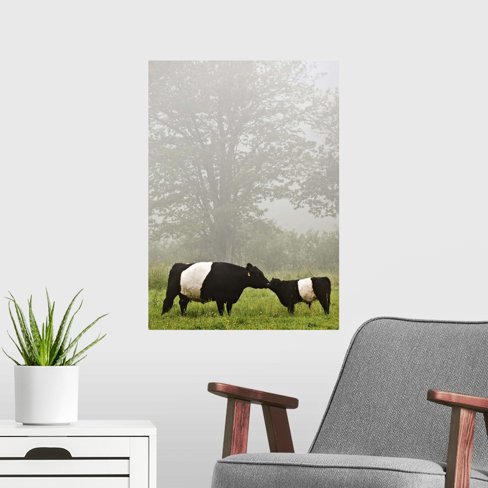 A modern room featuring Misty scene of belted galloway cow mothering her baby in flowery pasture.