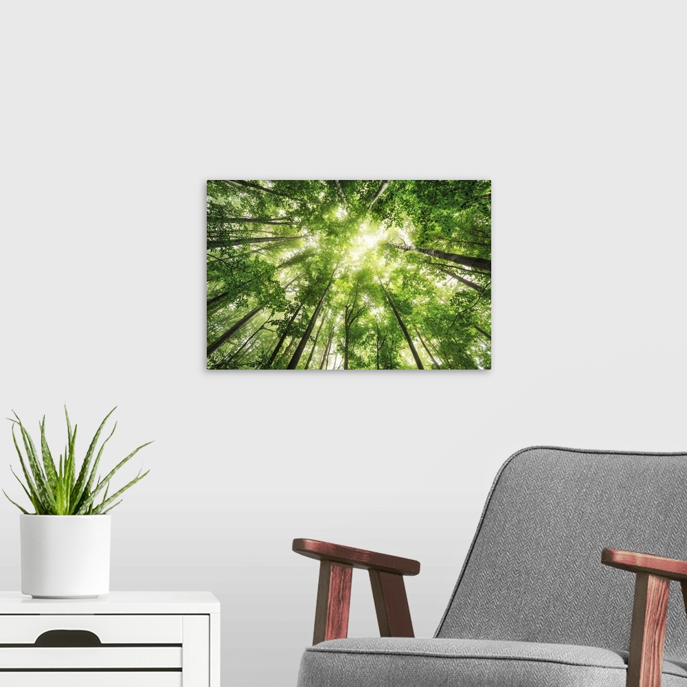 A modern room featuring Misty Spring Forest In The Morning