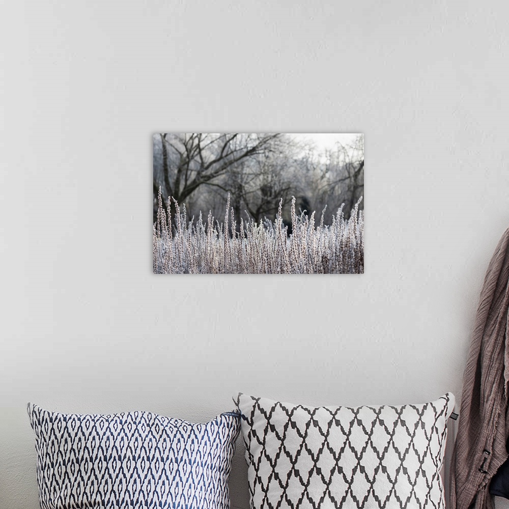 A bohemian room featuring Beautiful winter landscape with misty sunrise. Trees and grass are covered with hoarfrost in the ...