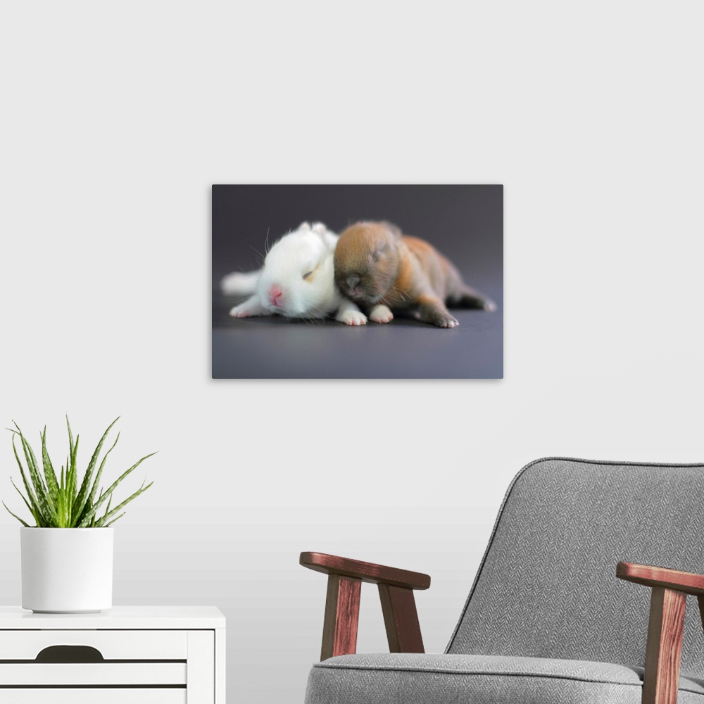 A modern room featuring Mix breed of Netherland Dwarf Rabbit and Mini Usagi