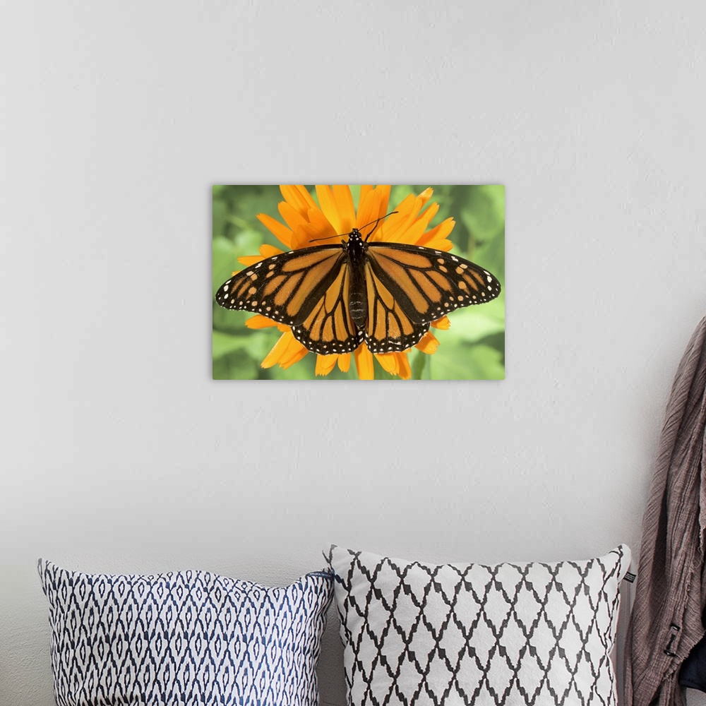 A bohemian room featuring Monarch butterfly (Danaus plexippus) on pot marigold (Calendula officinalis).