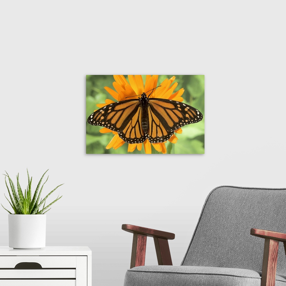 A modern room featuring Monarch butterfly (Danaus plexippus) on pot marigold (Calendula officinalis).