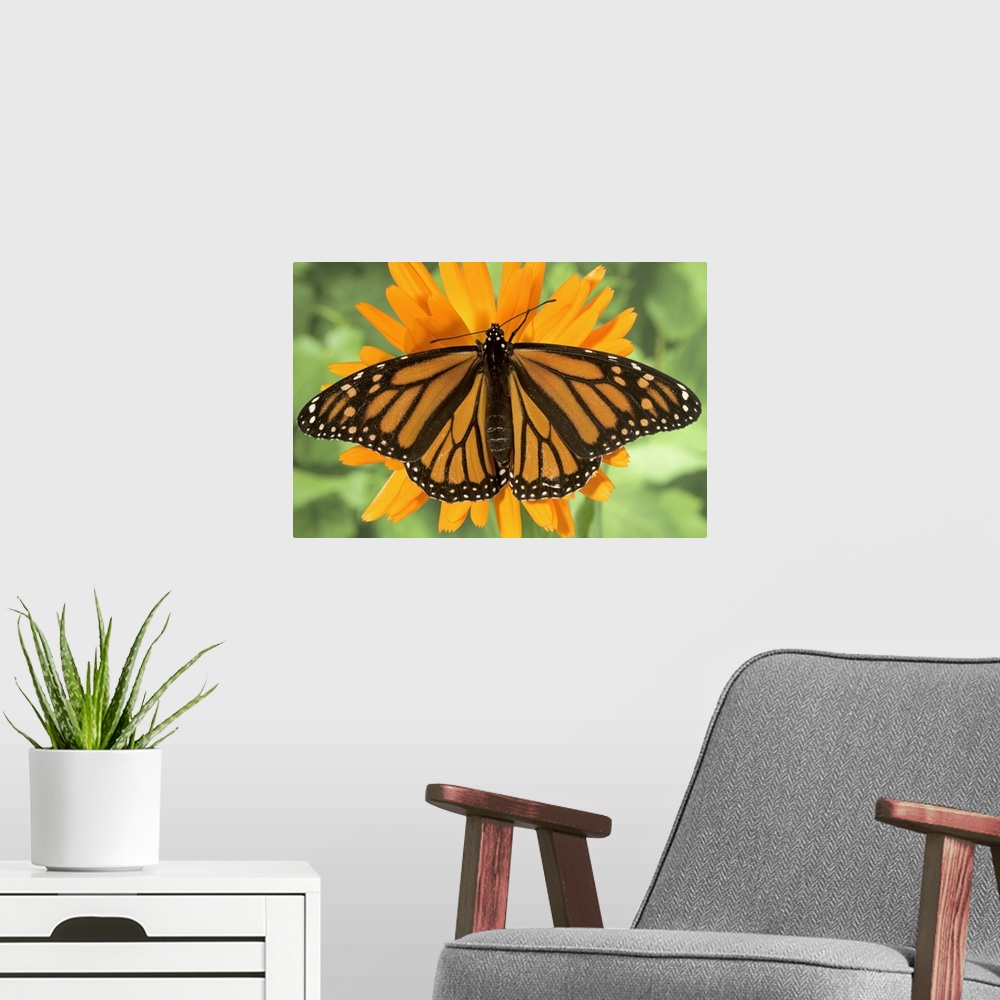 A modern room featuring Monarch butterfly (Danaus plexippus) on pot marigold (Calendula officinalis).