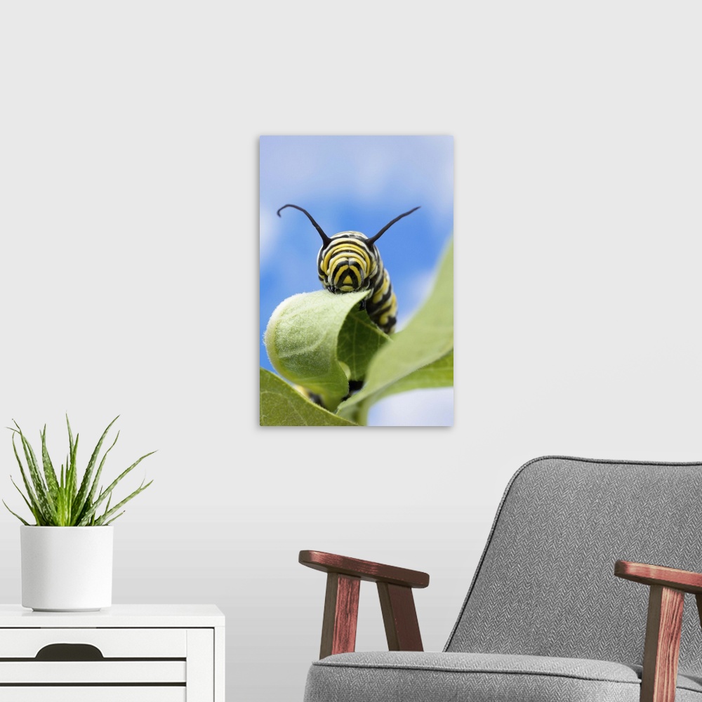 A modern room featuring Monarch caterpillar, Nebraska, USA