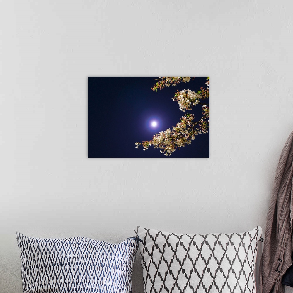 A bohemian room featuring Moon and cherry blossoms.