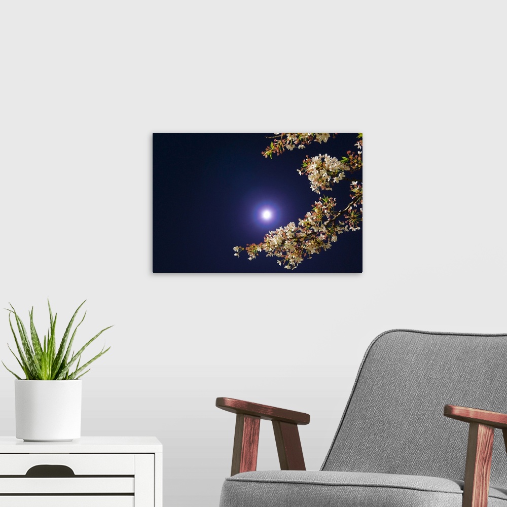 A modern room featuring Moon and cherry blossoms.