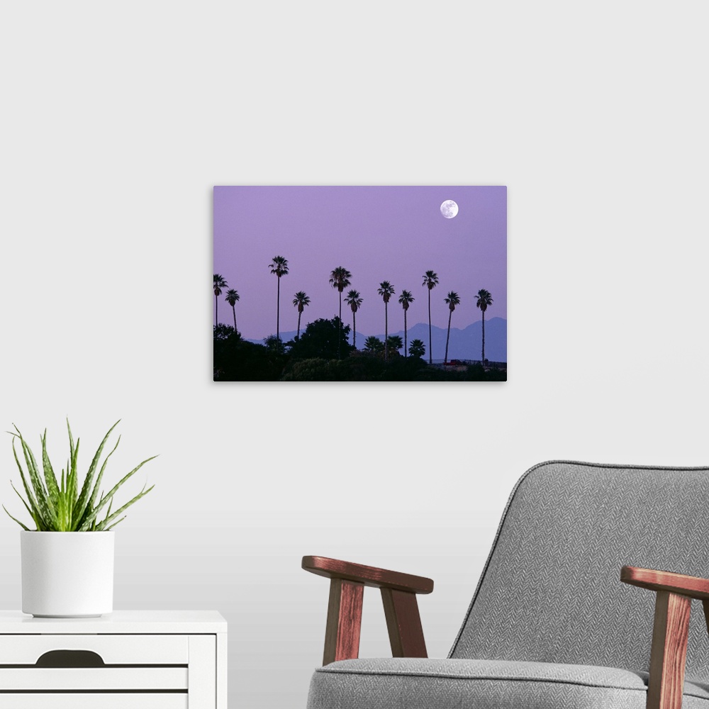 A modern room featuring Moon over palm trees at dusk, Hollywood, Los Angeles, California, USA