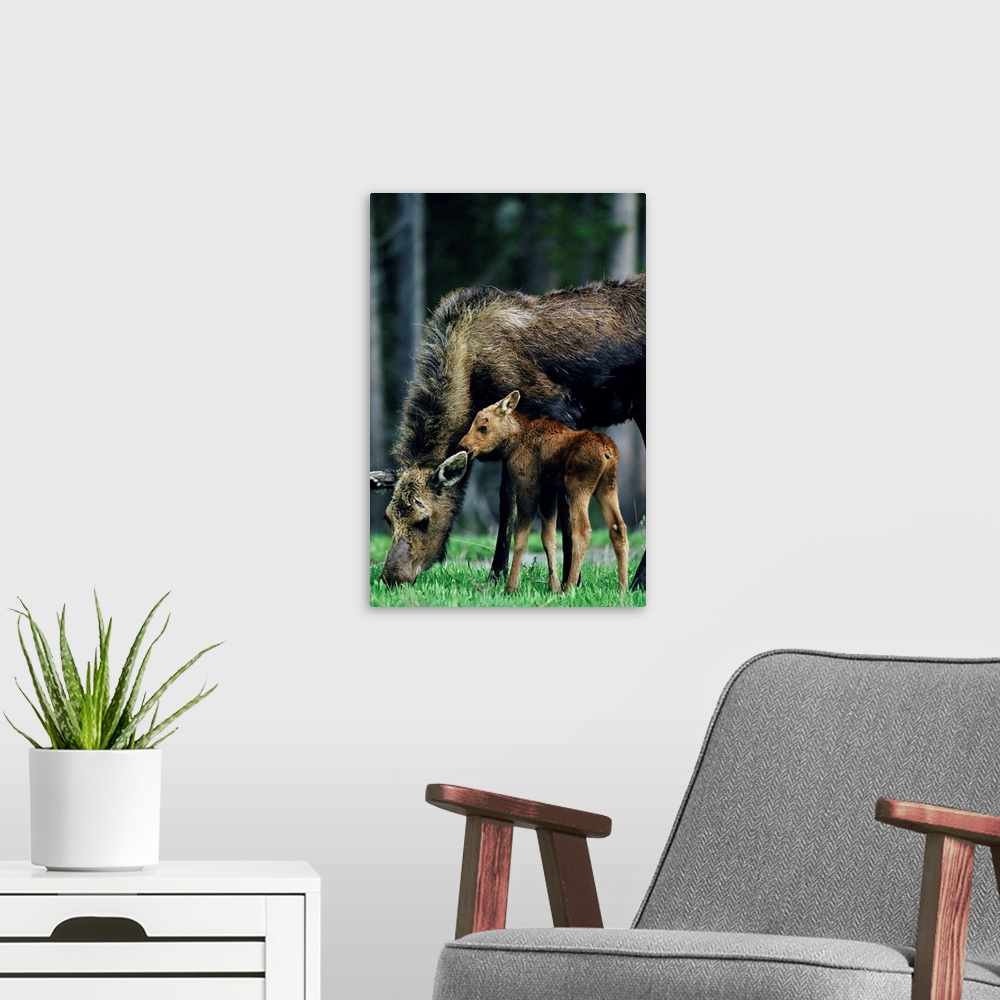 A modern room featuring Moose and calf ,Yellowstone National Park ,Wyoming