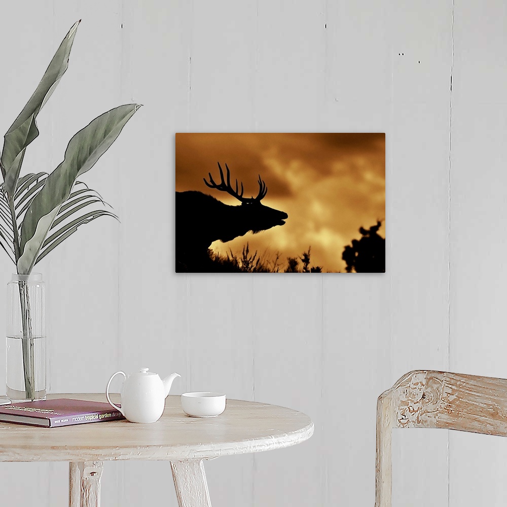 A farmhouse room featuring Moose in silhouette with copper colored sunrise. Yellowstone national park.