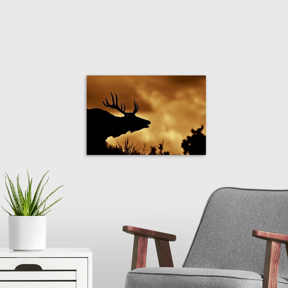 A modern room featuring Moose in silhouette with copper colored sunrise. Yellowstone national park.