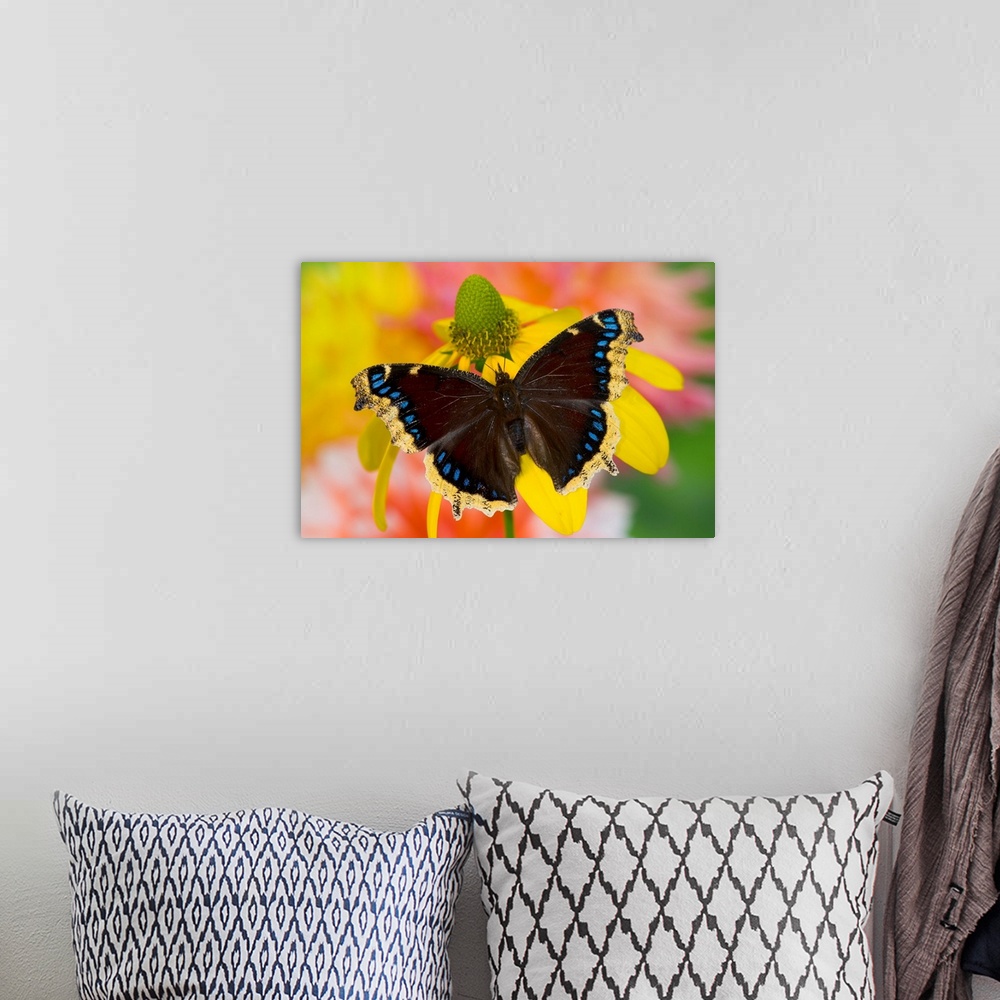 A bohemian room featuring Morning Cloak North American Butterfly