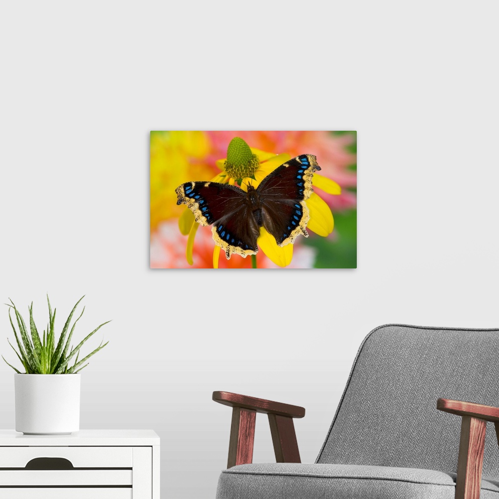 A modern room featuring Morning Cloak North American Butterfly