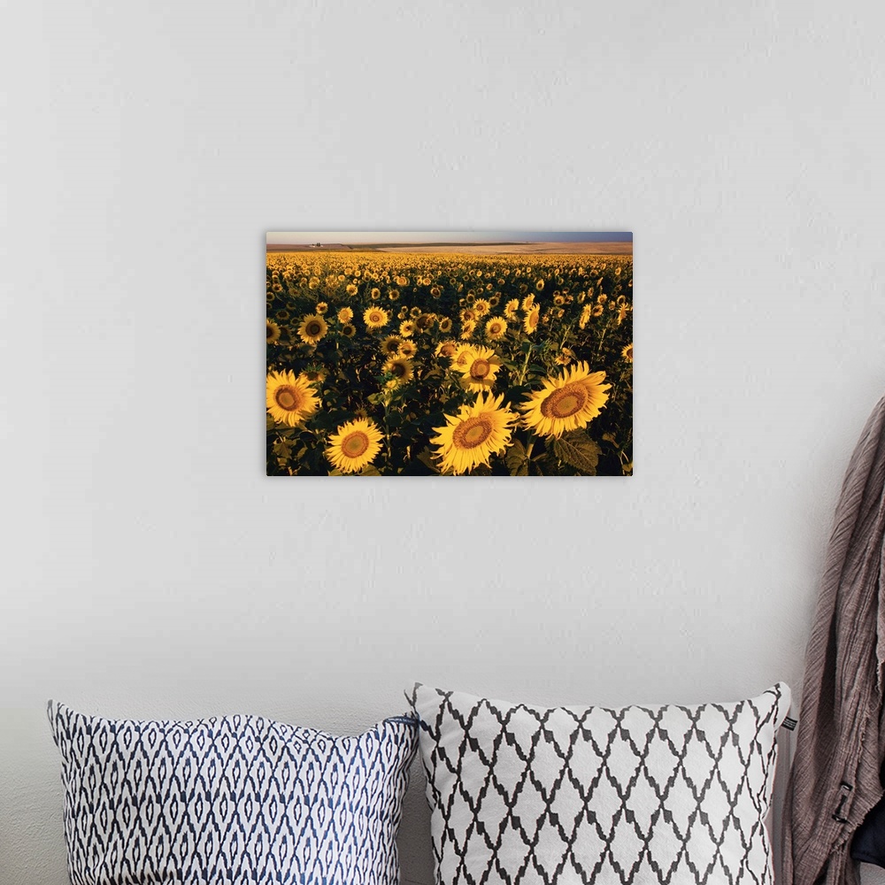 A bohemian room featuring Morning Light On A Sunflower Field