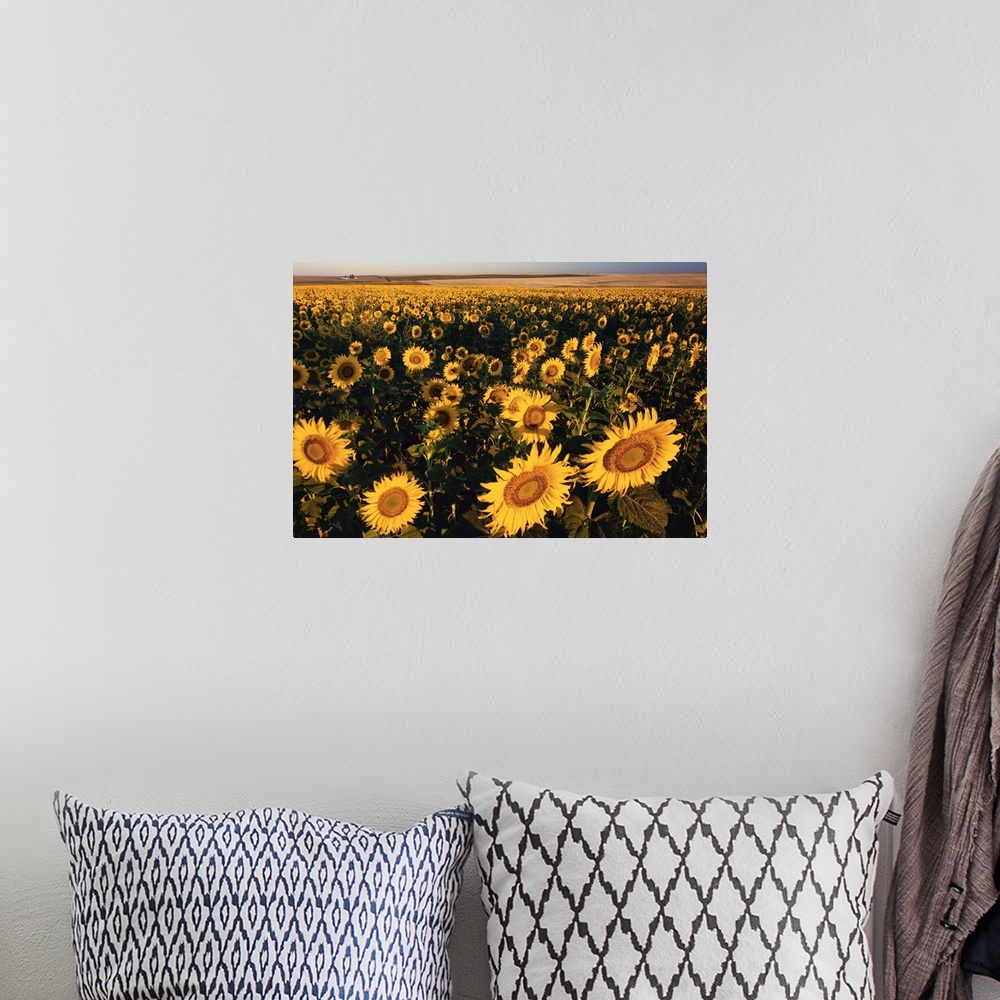 A bohemian room featuring Morning Light On A Sunflower Field