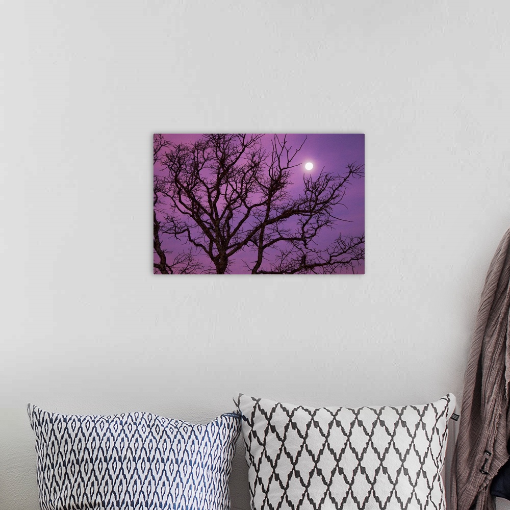 A bohemian room featuring Morning moon over silhouette of bare tree on Christmas morning against purple colored sky near Da...