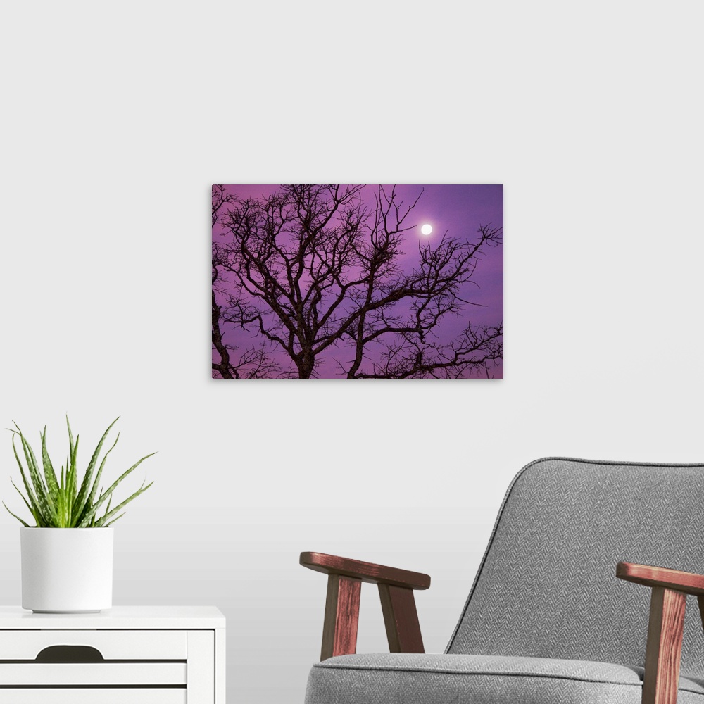 A modern room featuring Morning moon over silhouette of bare tree on Christmas morning against purple colored sky near Da...