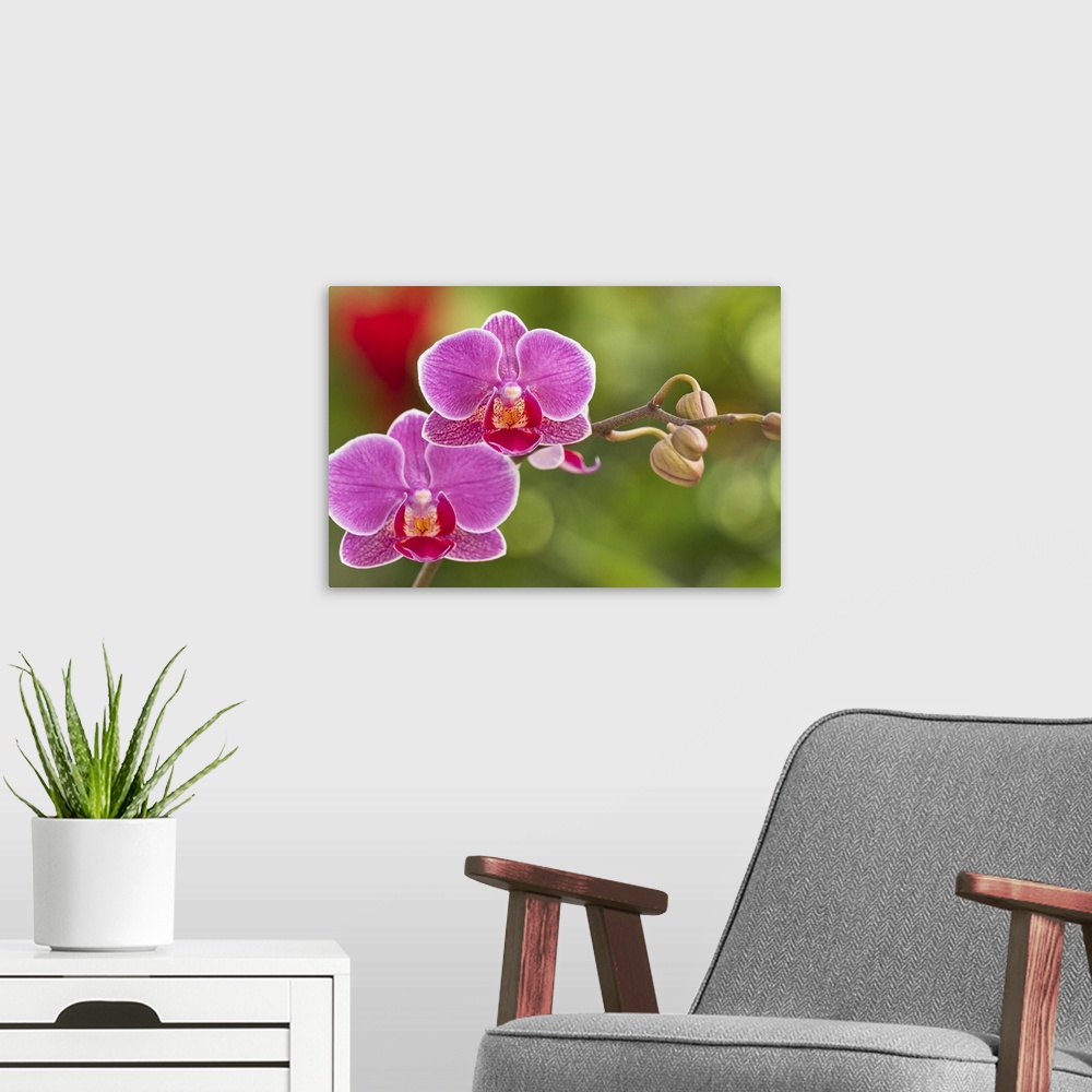 A modern room featuring Moth Orchid