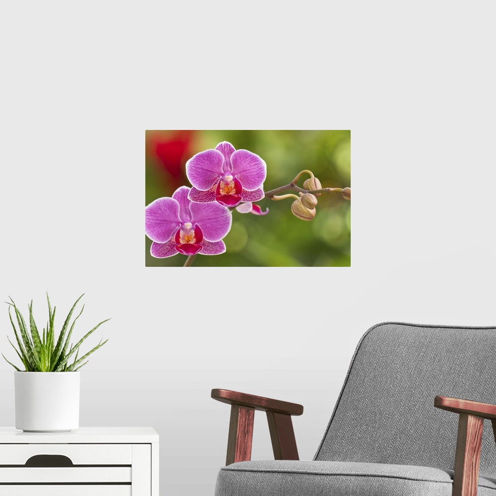 A modern room featuring Moth Orchid