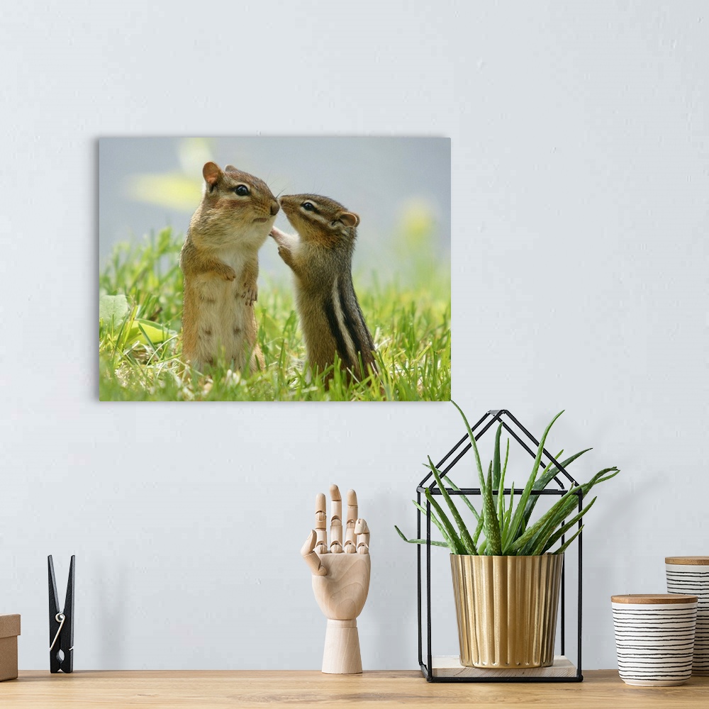 A bohemian room featuring Mother and baby chipmunks in grasses, Ontario, Canada.