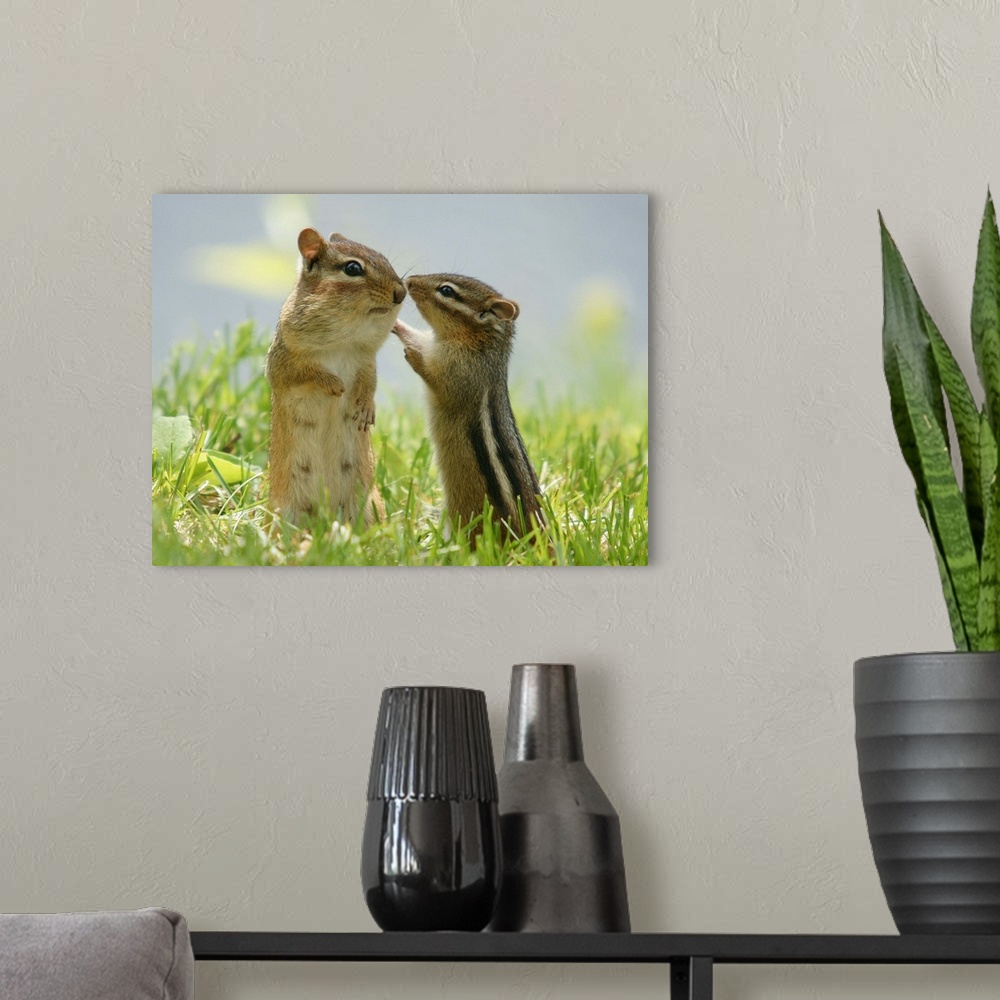 A modern room featuring Mother and baby chipmunks in grasses, Ontario, Canada.