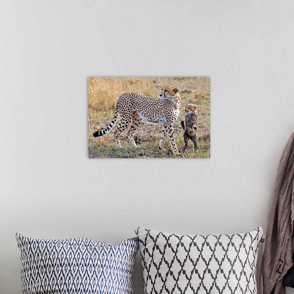 A bohemian room featuring Mother Cheetah With Her Cub In The Savanah Of The Masai Mara Reserve, Kenya, Africa