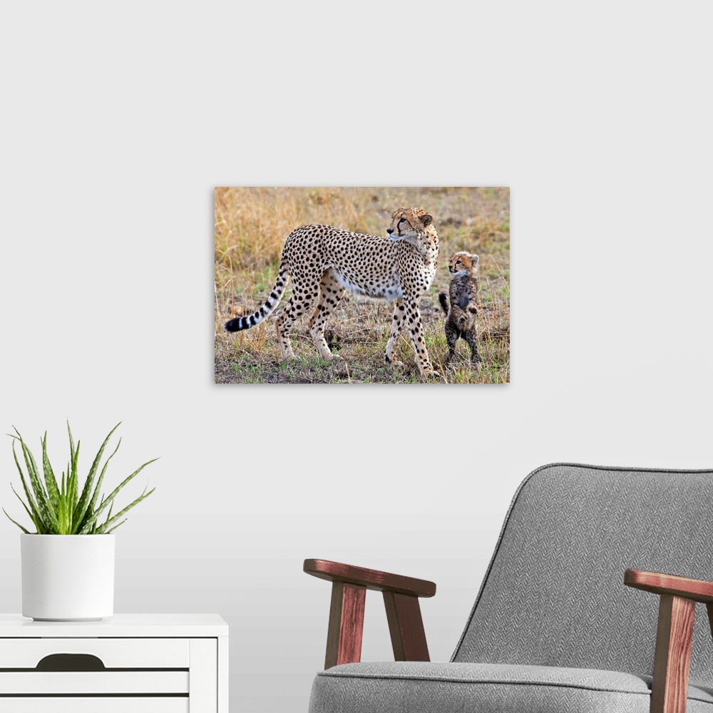 A modern room featuring Mother Cheetah With Her Cub In The Savanah Of The Masai Mara Reserve, Kenya, Africa