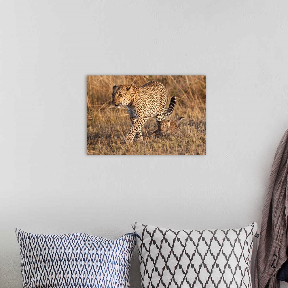 A bohemian room featuring Mother Leopard With Her Baby Cub, Masai Mara, Kenya Africa
