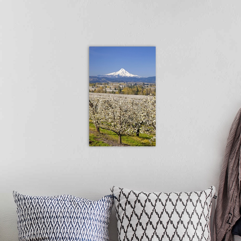 A bohemian room featuring Mount Hood in the background of an apple orchard, Oregon