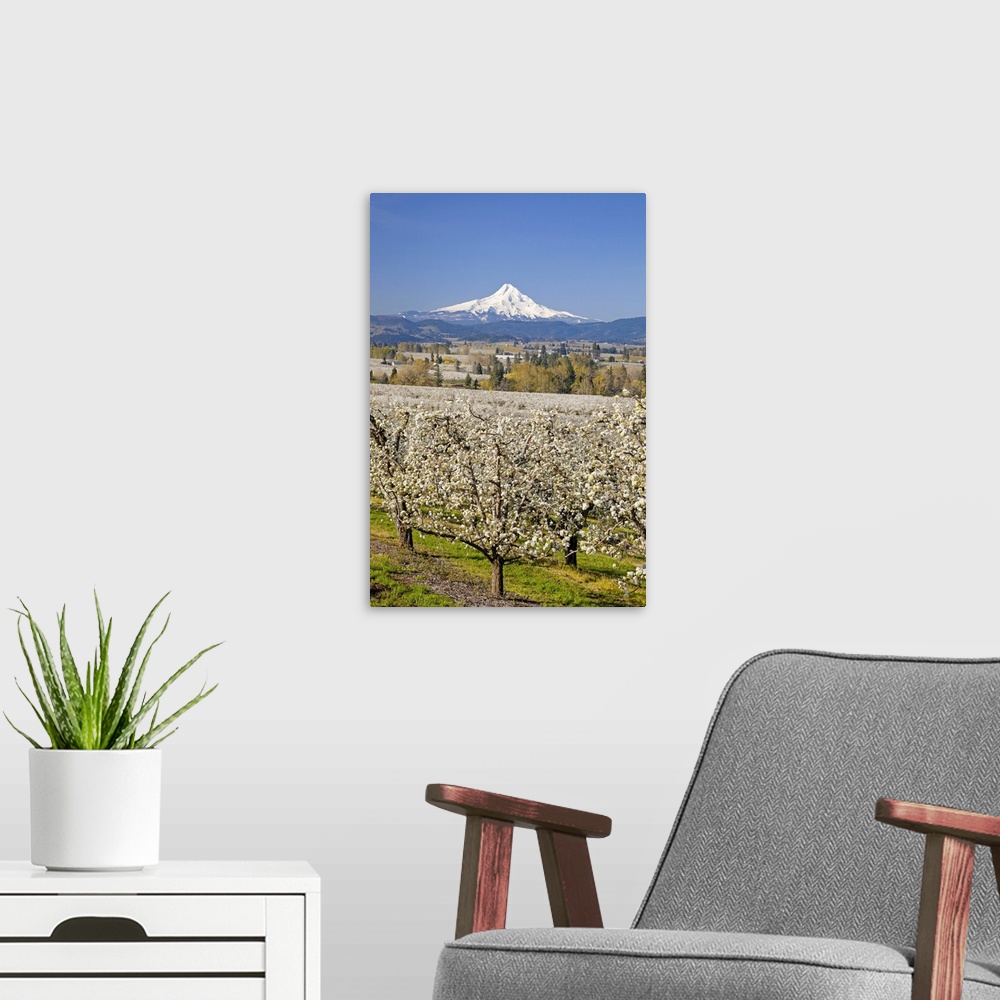 A modern room featuring Mount Hood in the background of an apple orchard, Oregon